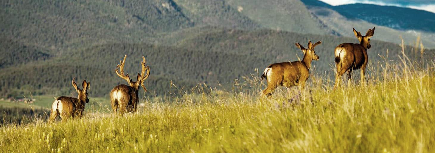Hunting Property For Sale Near MeWhitetail Mule Deer Moose Elk