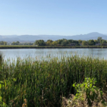 colorado land for sale cattail pond