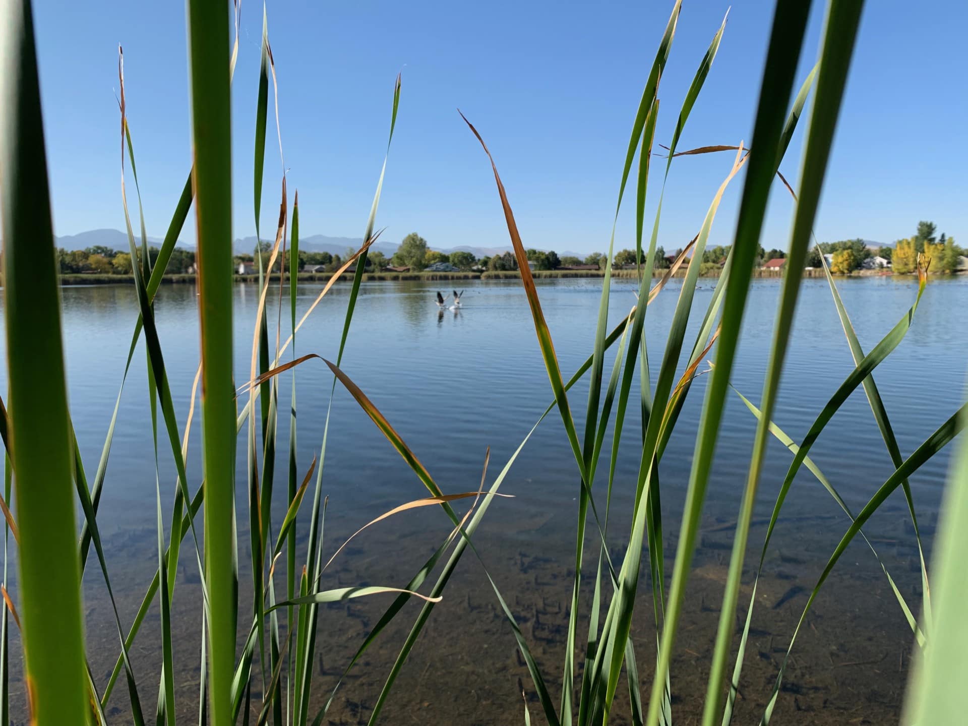 Ducks Colorado Cattail Pond