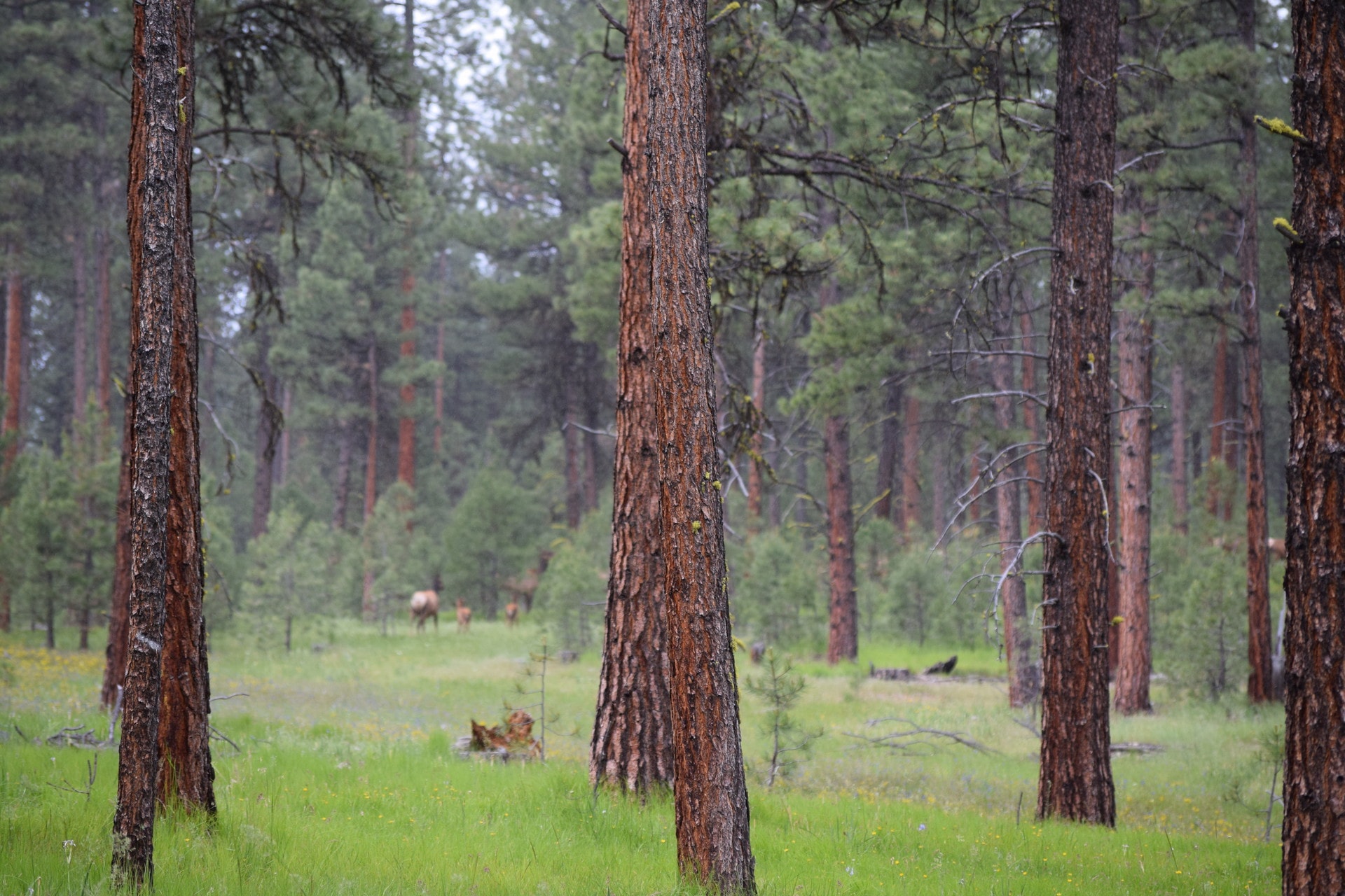 Elk Calves Oregon Sumpter Elkhorn View Ranch