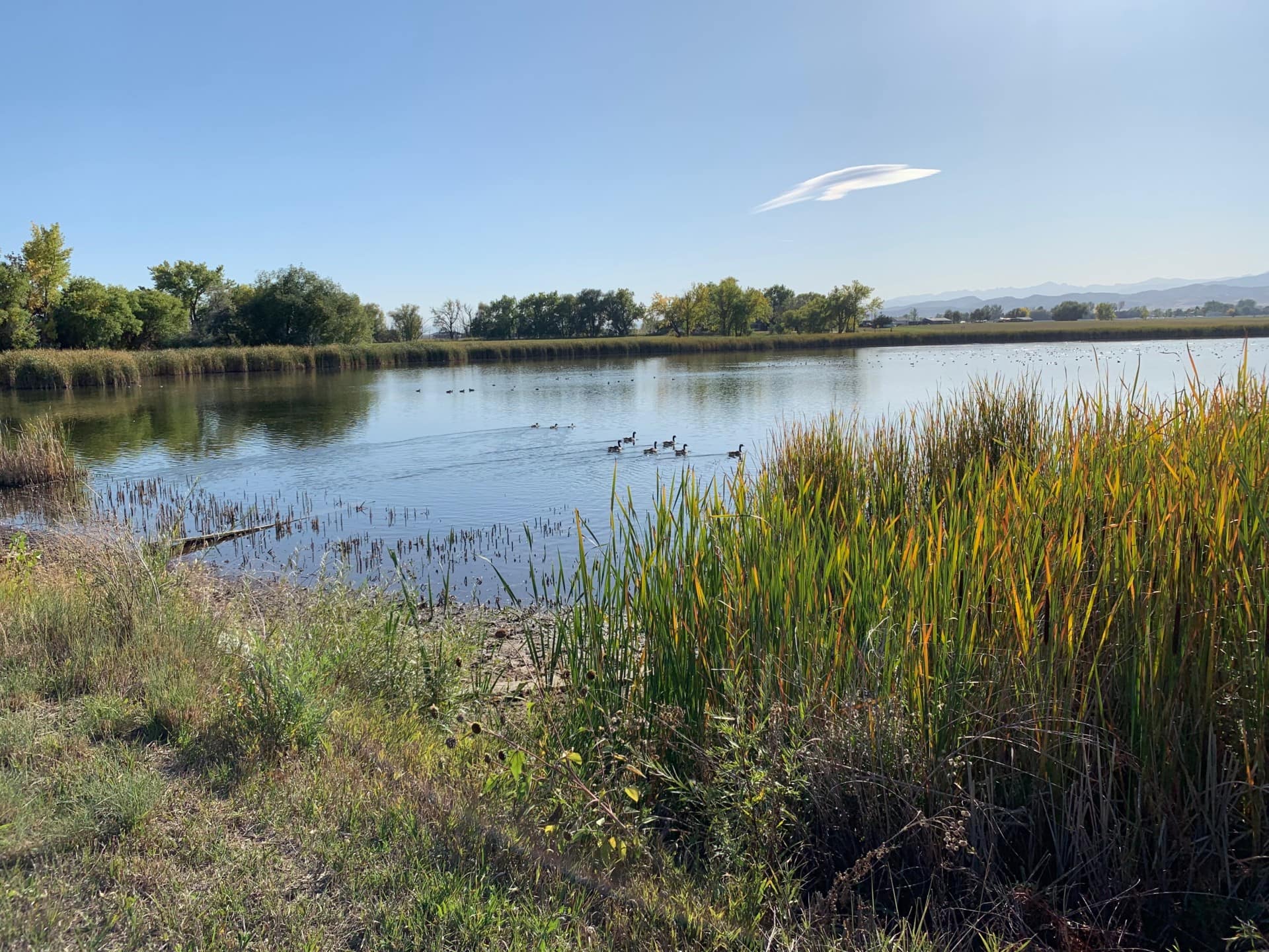 Flock of Ducks Colorado Cattail Pond