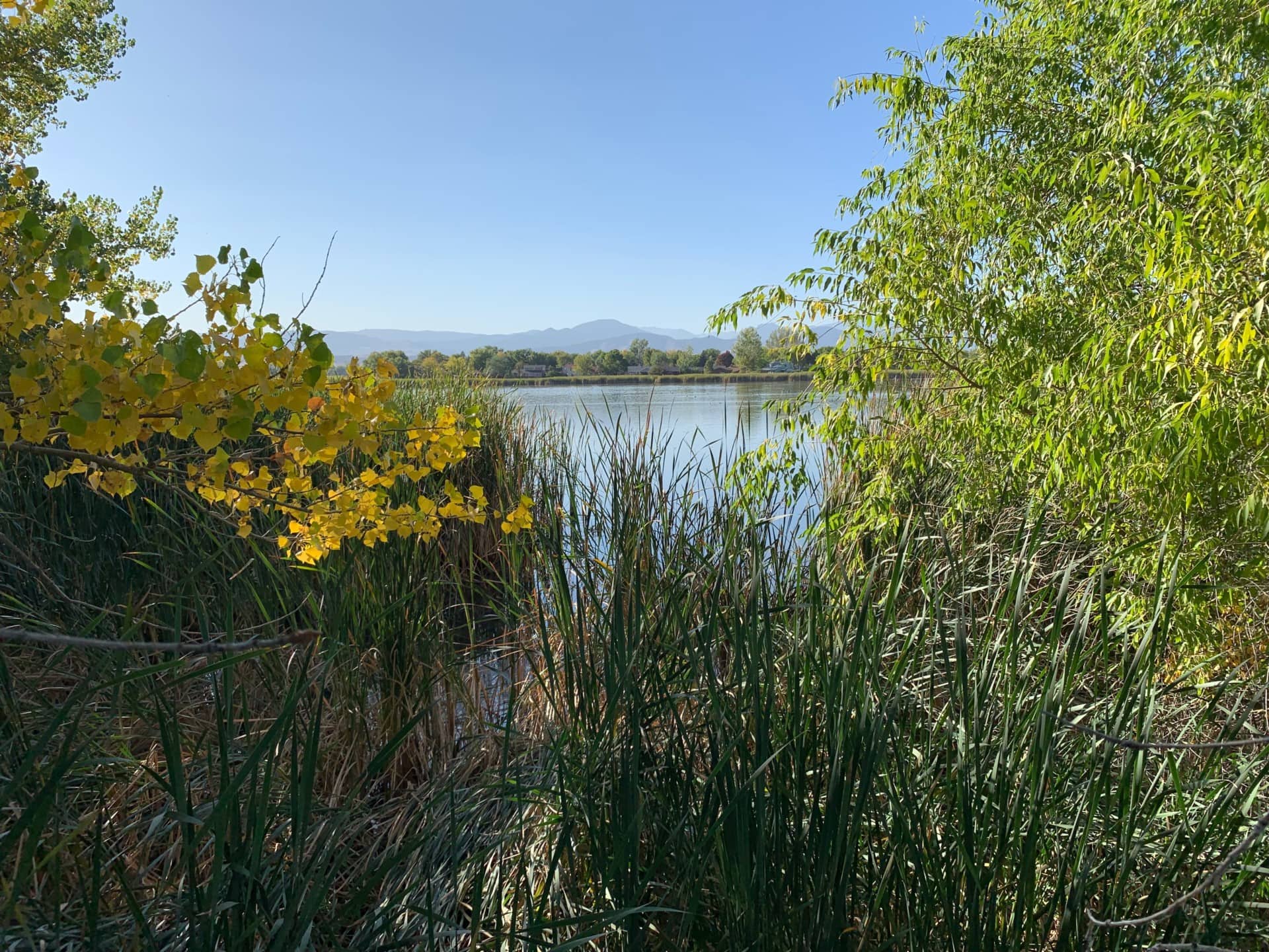 Lush Wetland Habitat Colorado Cattail Pond