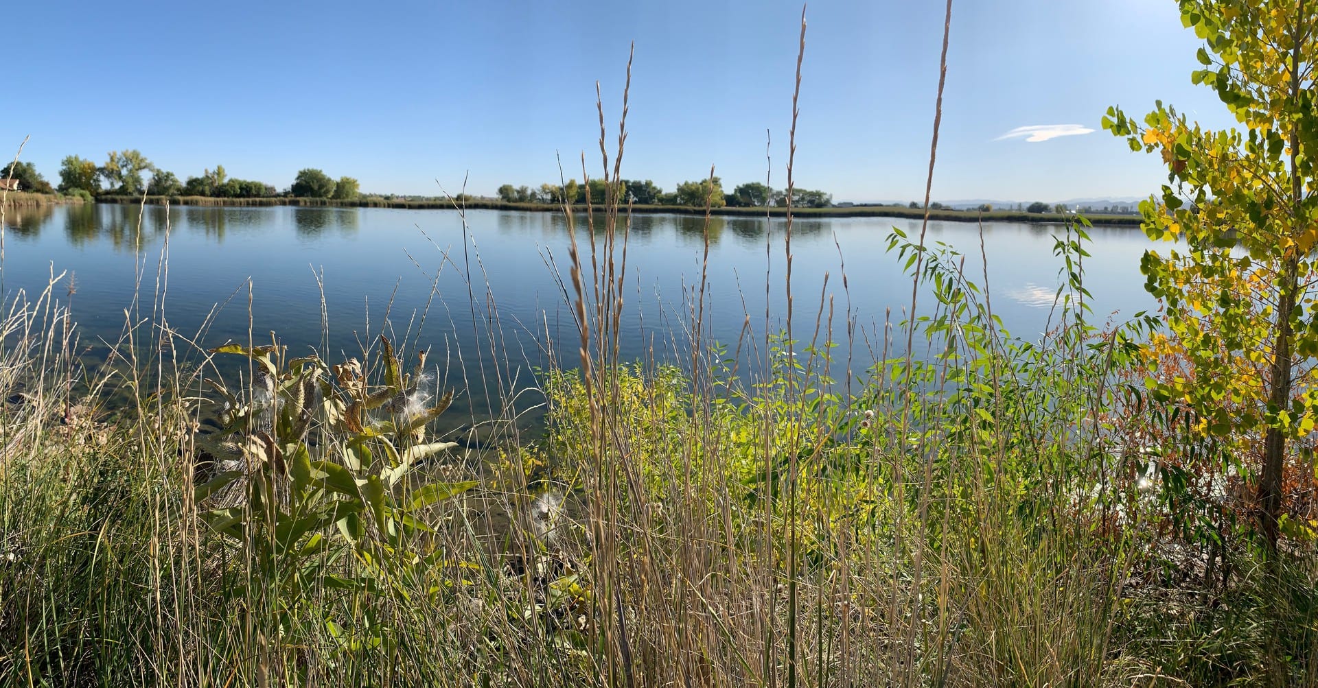 Milkweed by Pond Colorado Cattail Pond