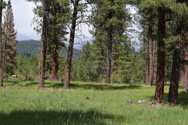 Sumpter Valley Elkhorn View Ranch | Oregon Timberland | Fay Ranches