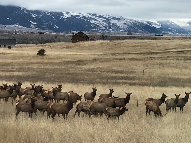 Yellowstone River House Montana Elk Wildlife Hunting