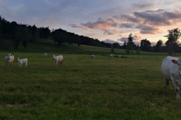 Washington Ranch for Sale-Cattle Beaver Creek Charolais Ranch
