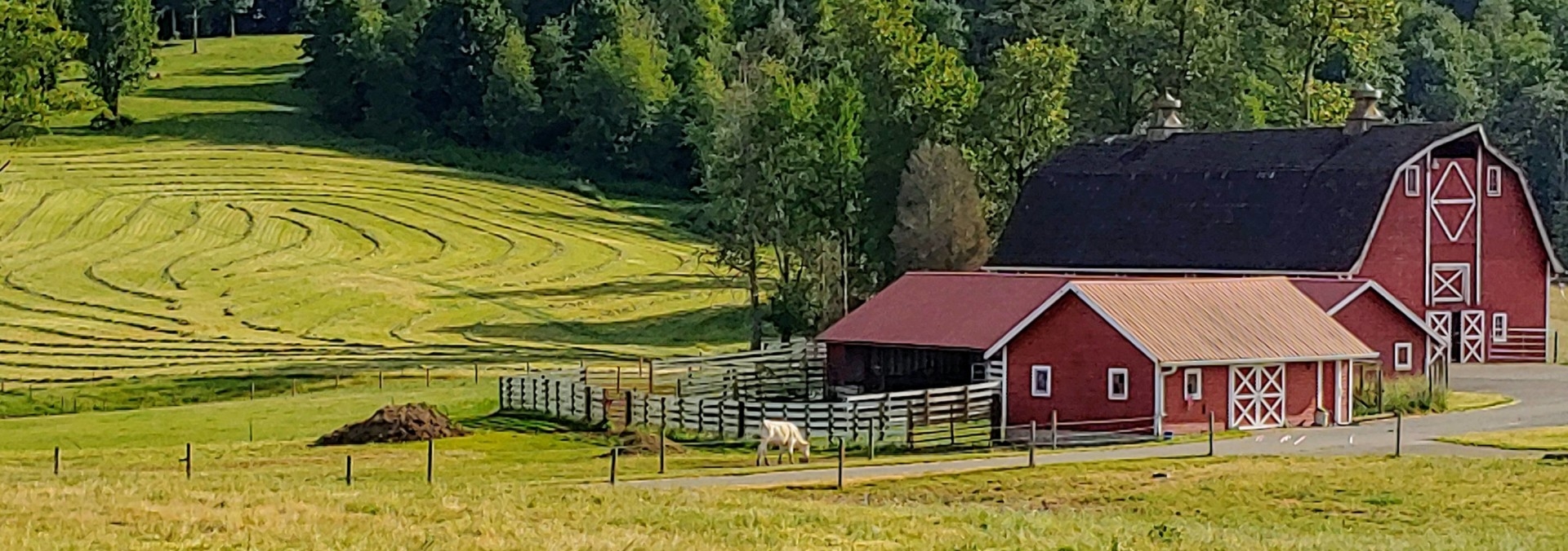 Beaver Creek Charolais Ranch Tenino Washington Fay Ranches