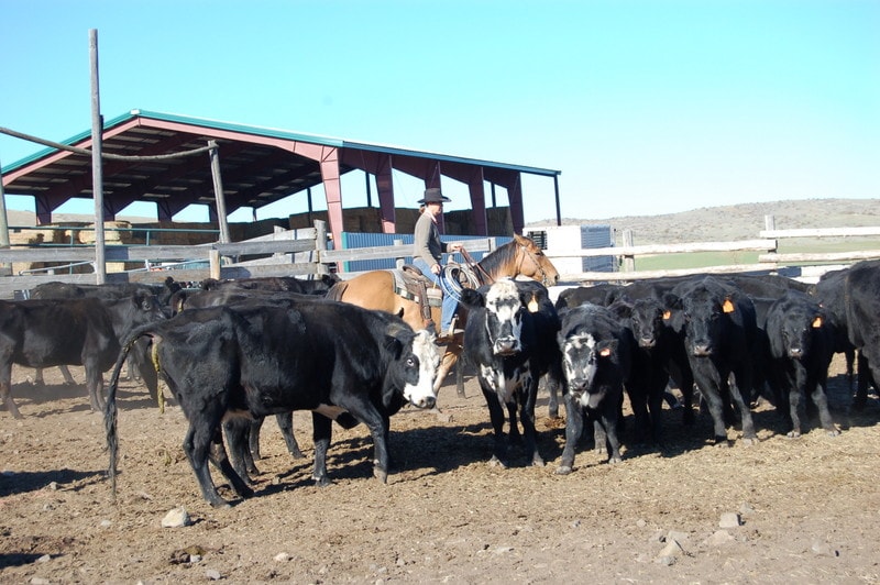 cattle idaho silver sage ranch