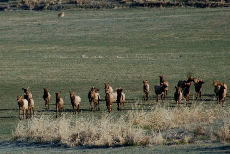 Elk Herd Idaho Silver Sage Ranch