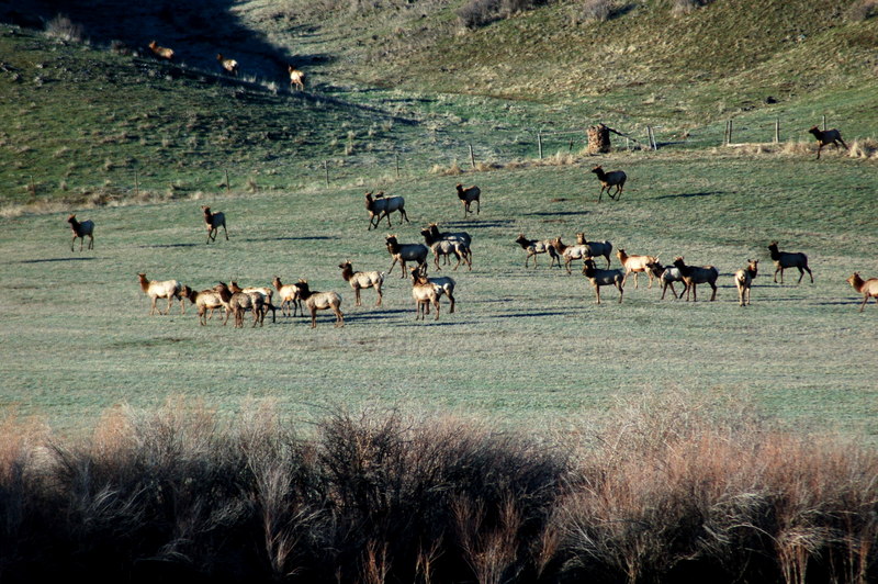 Elk Hunting Idaho Silver Sage Ranch