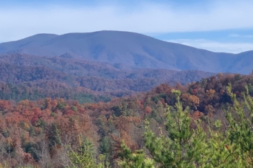 Tennessee Timber Land for Sale Turkey Pen