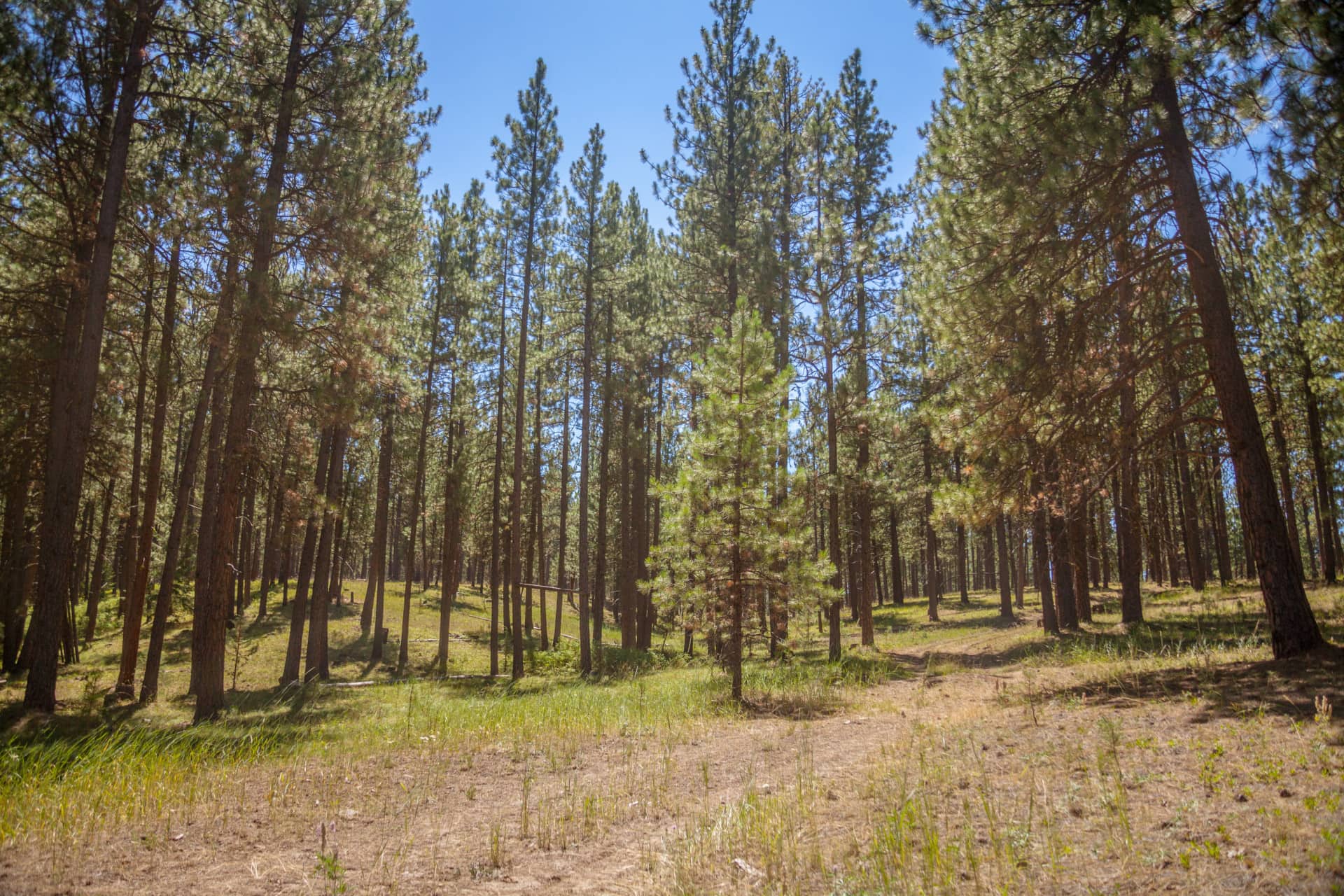 timberland property for sale oregon foley butte ranch