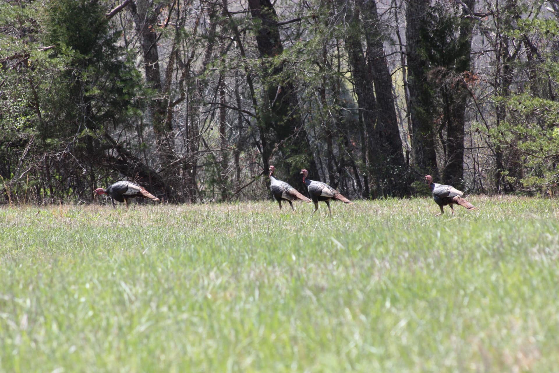 Wild Turkeys Tennessee Stone Point