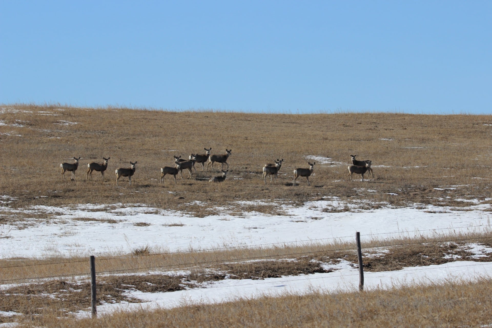 big game hunting south dakota stewart quarter horse cattle ranch