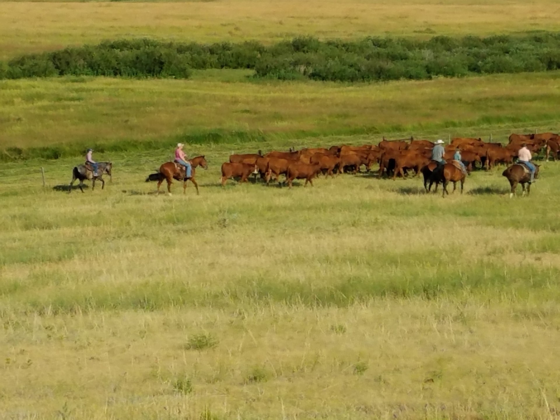 cattle herd south dakota stewart quarter horse cattle ranch