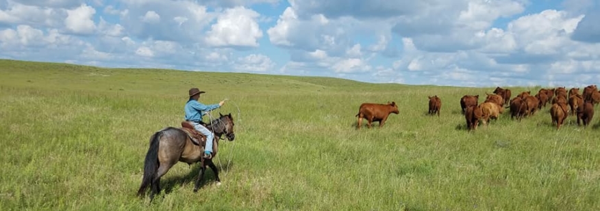 Stewart Quarter Horse & Cattle Ranch | South Dakota | Fay Ranches