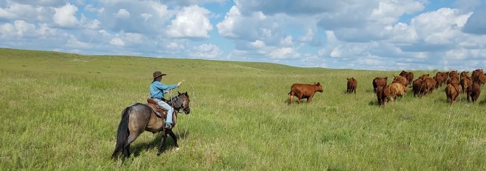 cows calves south dakota stewart quarter horse cattle ranch