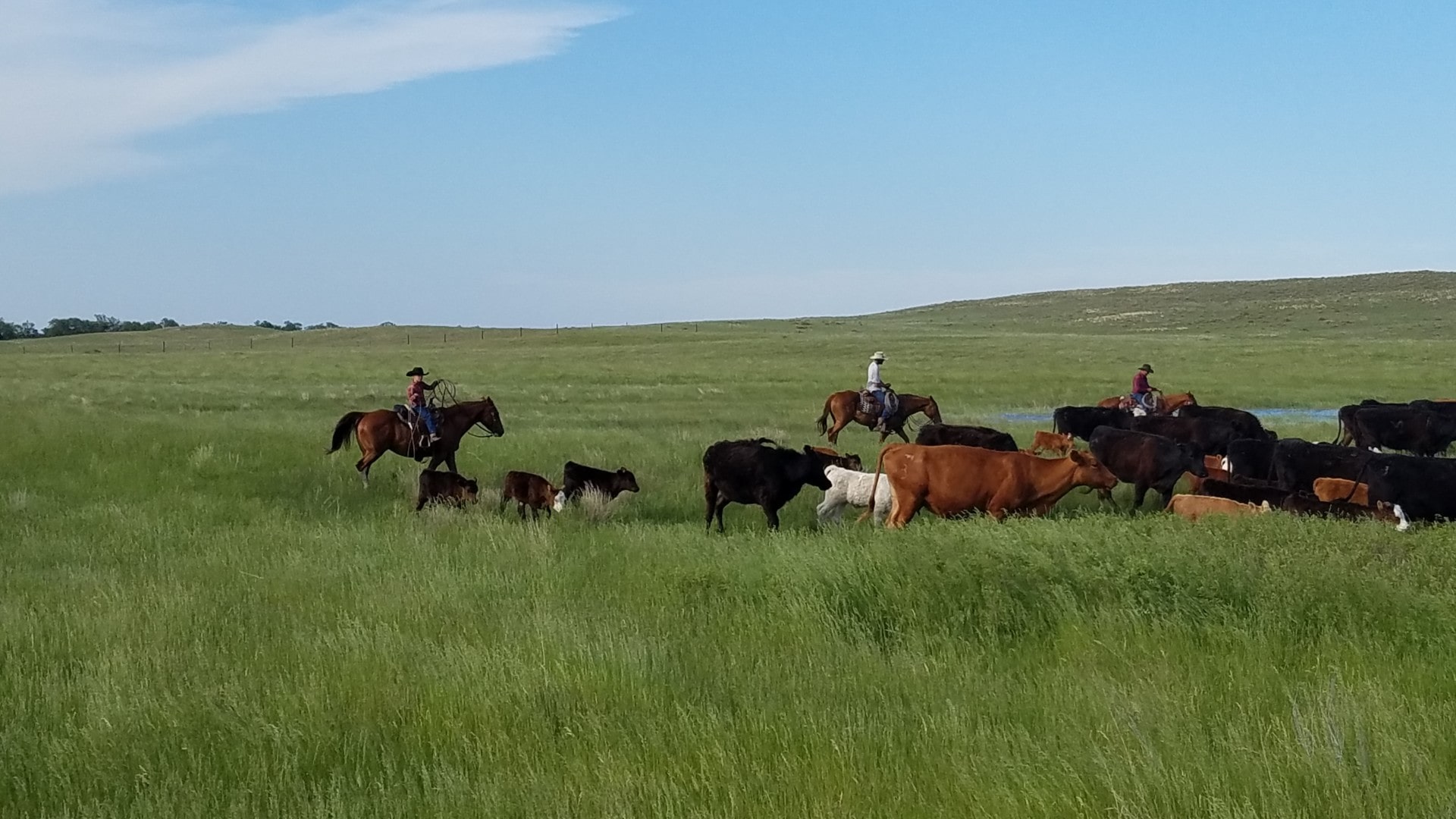 equestrian land for sale south dakota stewart quarter horse and cattle ranch