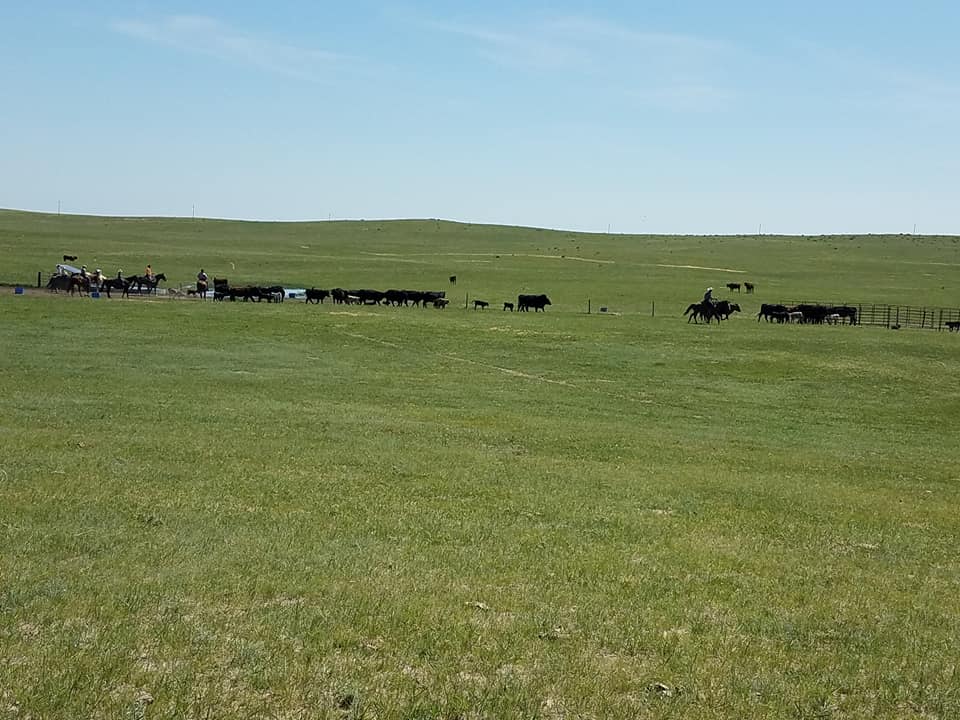 fenced ranch south dakota stewart quarter horse and cattle ranch