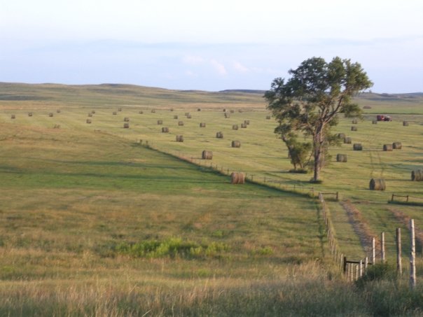 hay fields south dakota stewart quarter horse cattle ranch