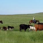 South Dakota Cattle Ranch for Sale Stewart Quarter Horse Cattle Ranch