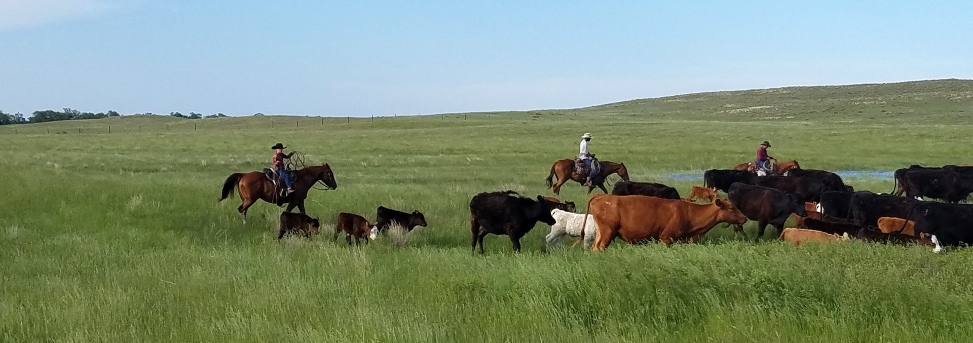 Stewart Quarter Horse & Cattle Ranch South Dakota Fay Ranches