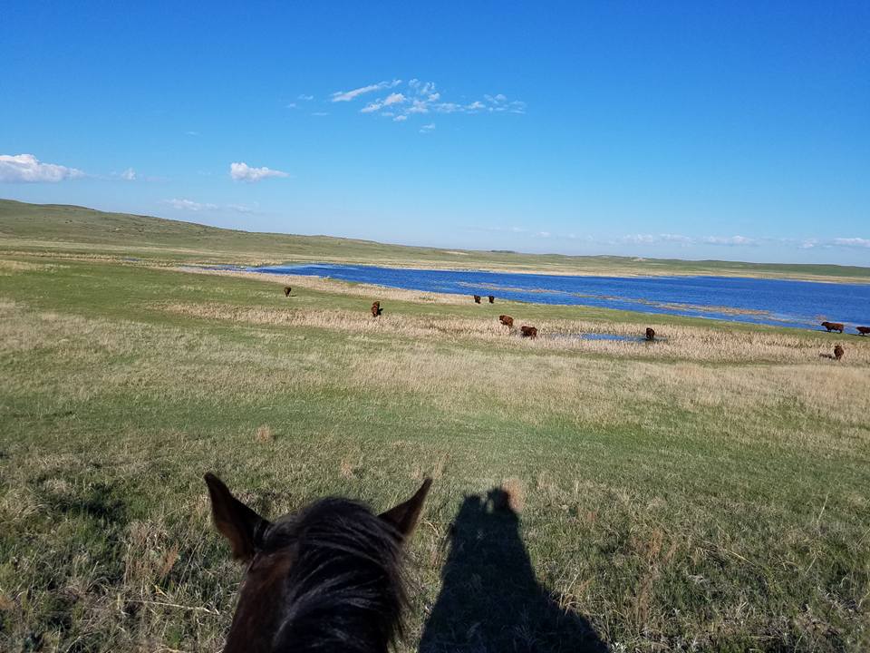 water source south dakota stewart quarter horse cattle ranch
