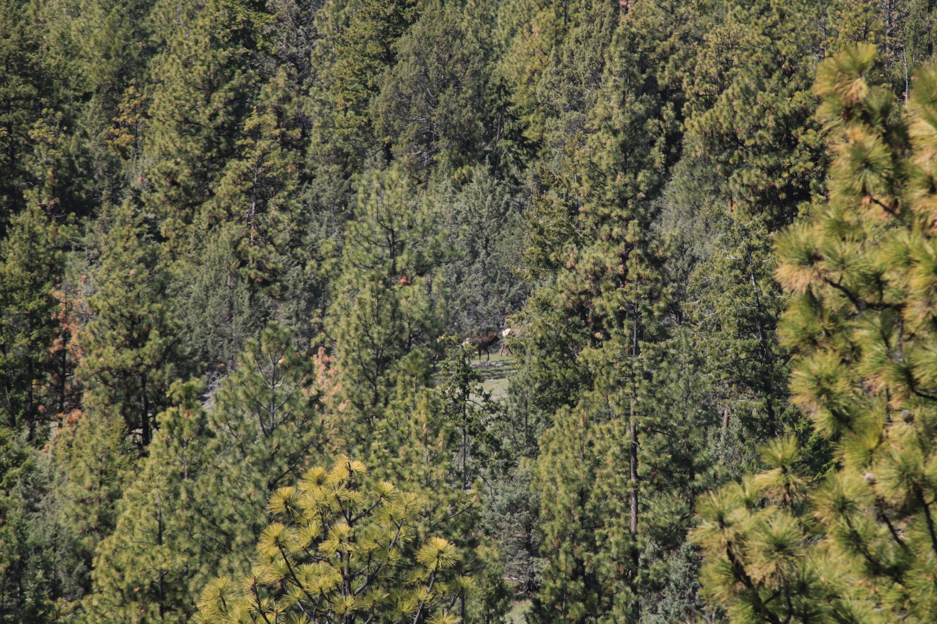 rocky-mountain-elk-herd-service-creek-hunting-camp-oregon