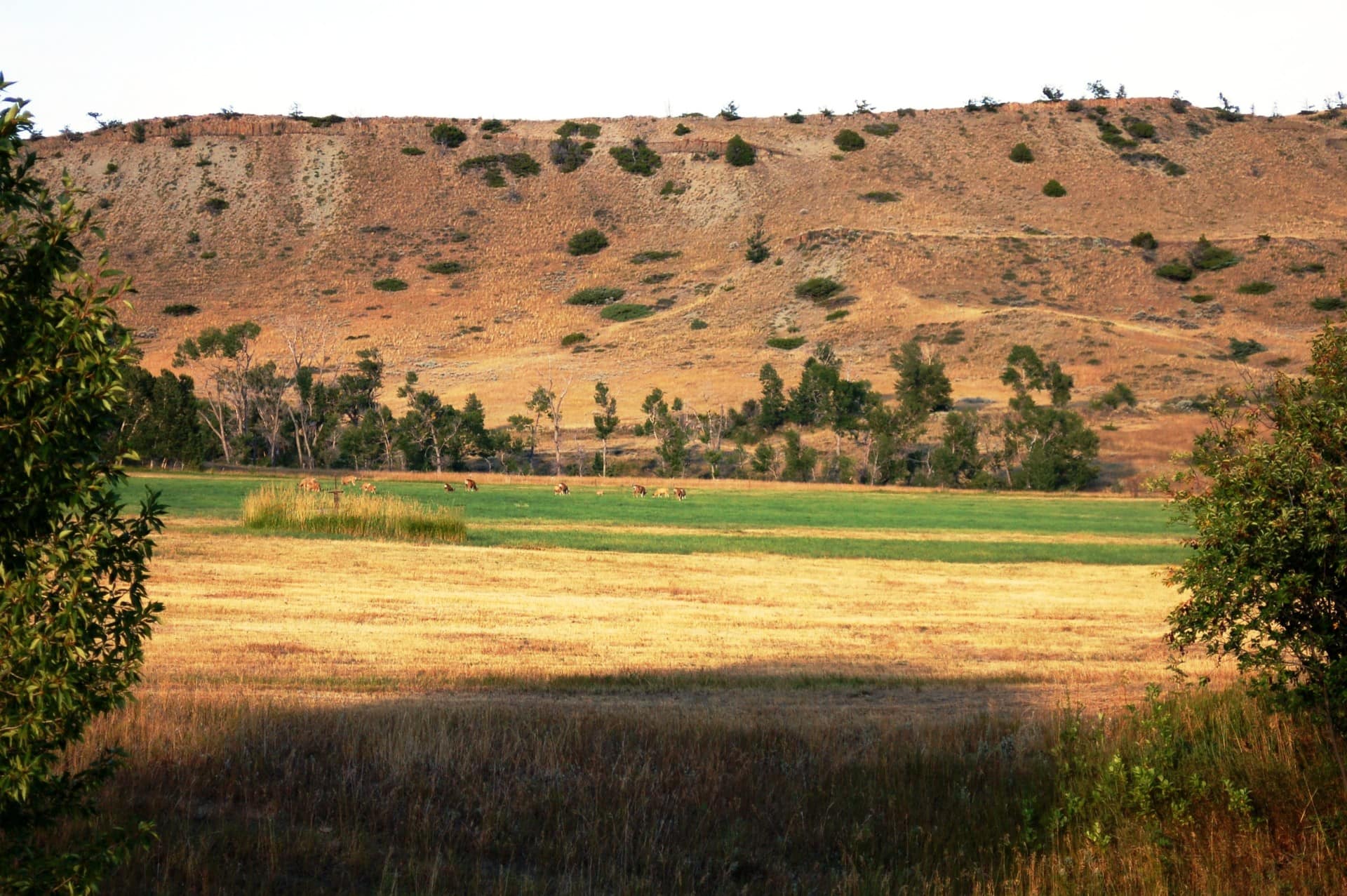agricultural production land for sale montana triple s ranch