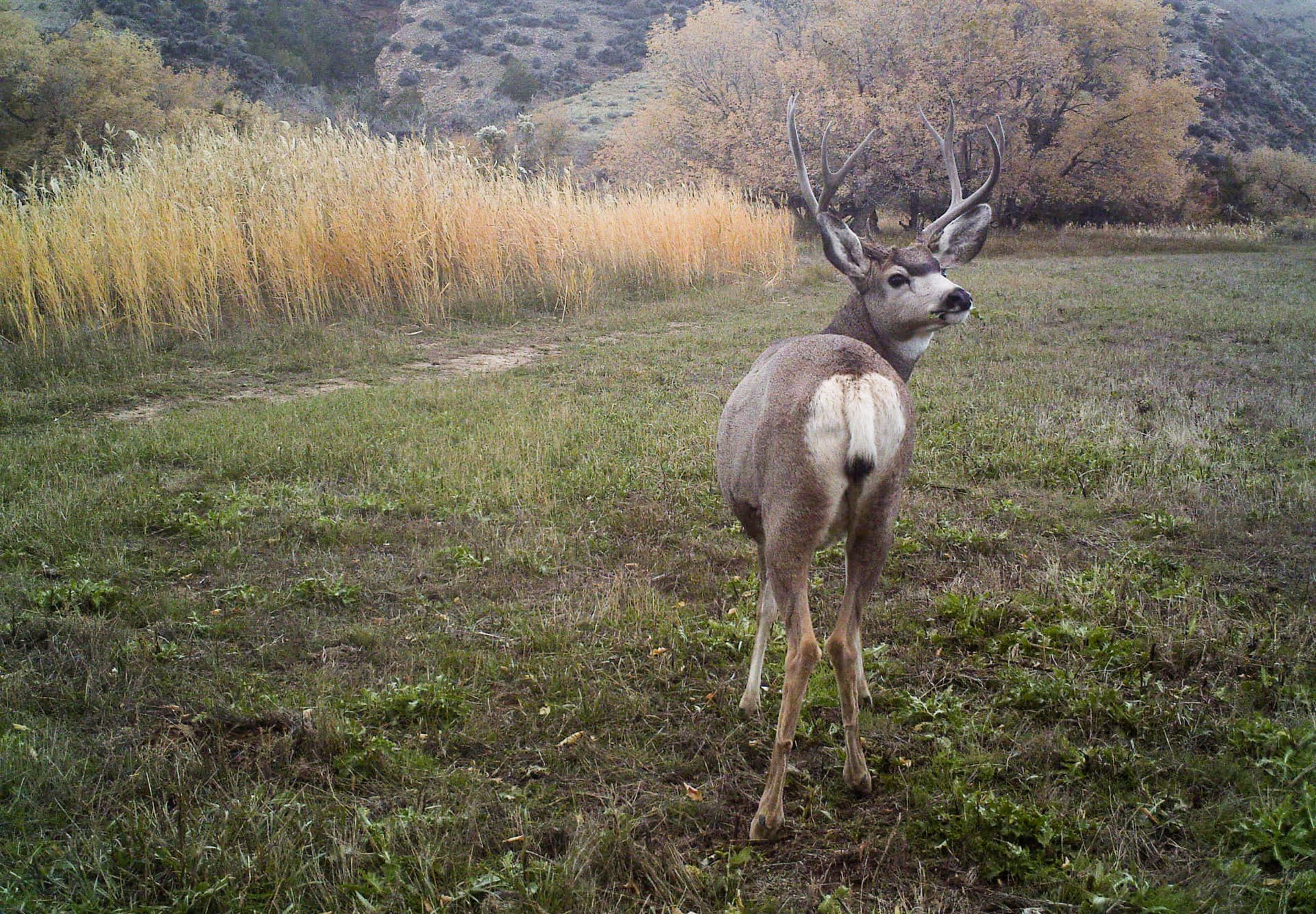 Mule Deer Wyoming Vintage Ranch