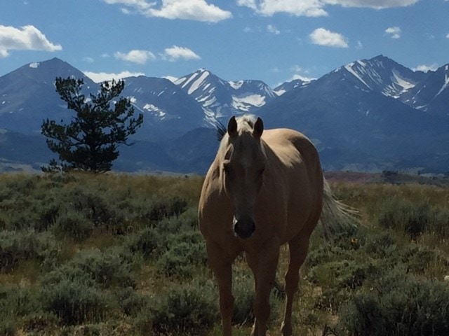 white horse montana triple s ranch