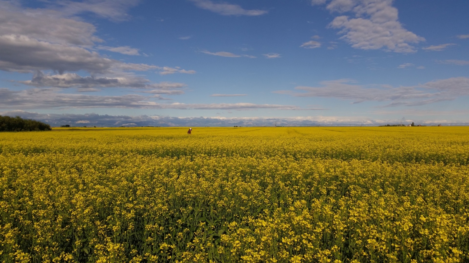 Lake Francis Irrigated Farm Valier Montana Fay Ranches