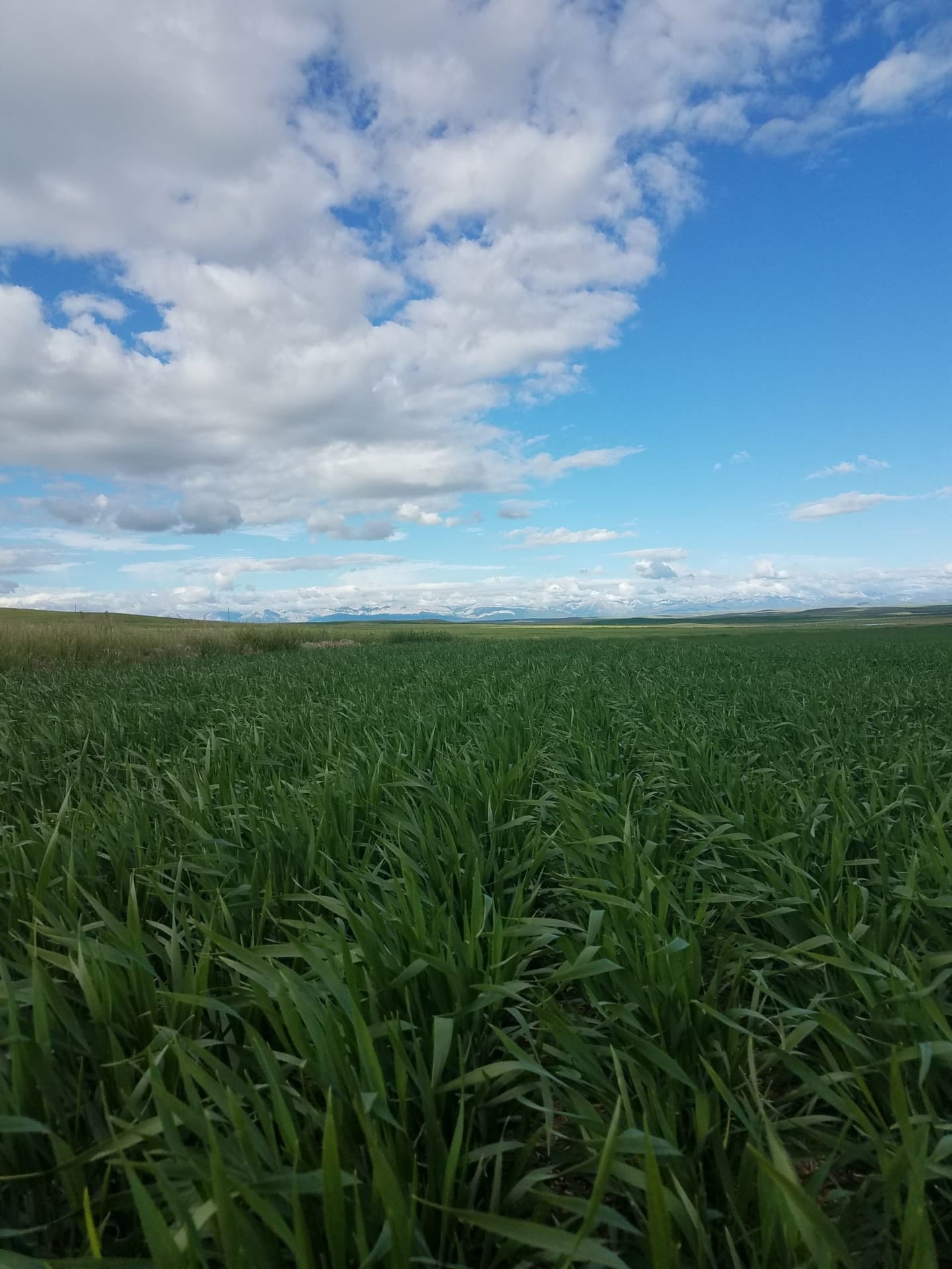 Crops Montana Lake Francis Irrigated Farm