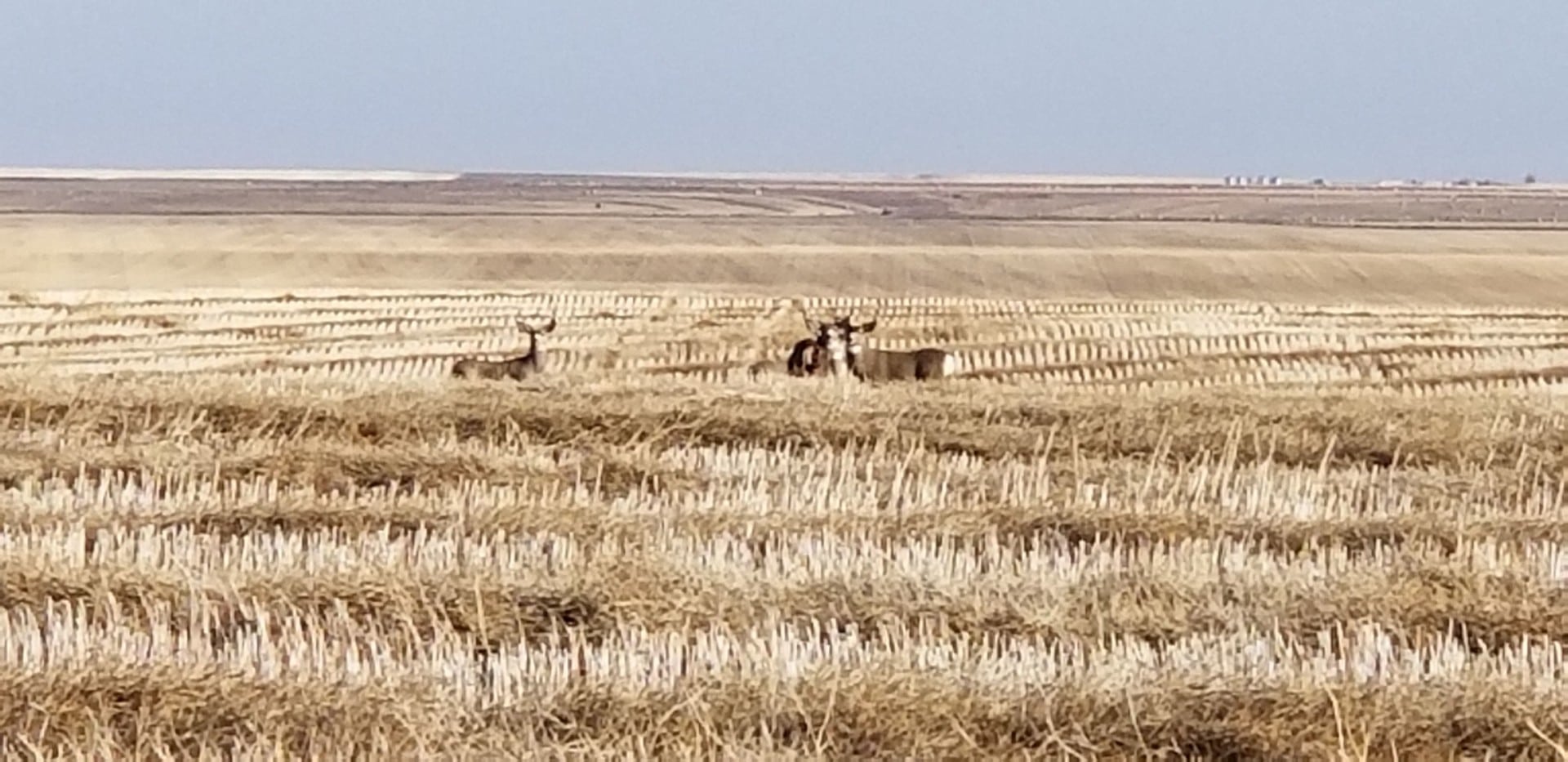 Deer Montana Lake Francis Irrigated Farm