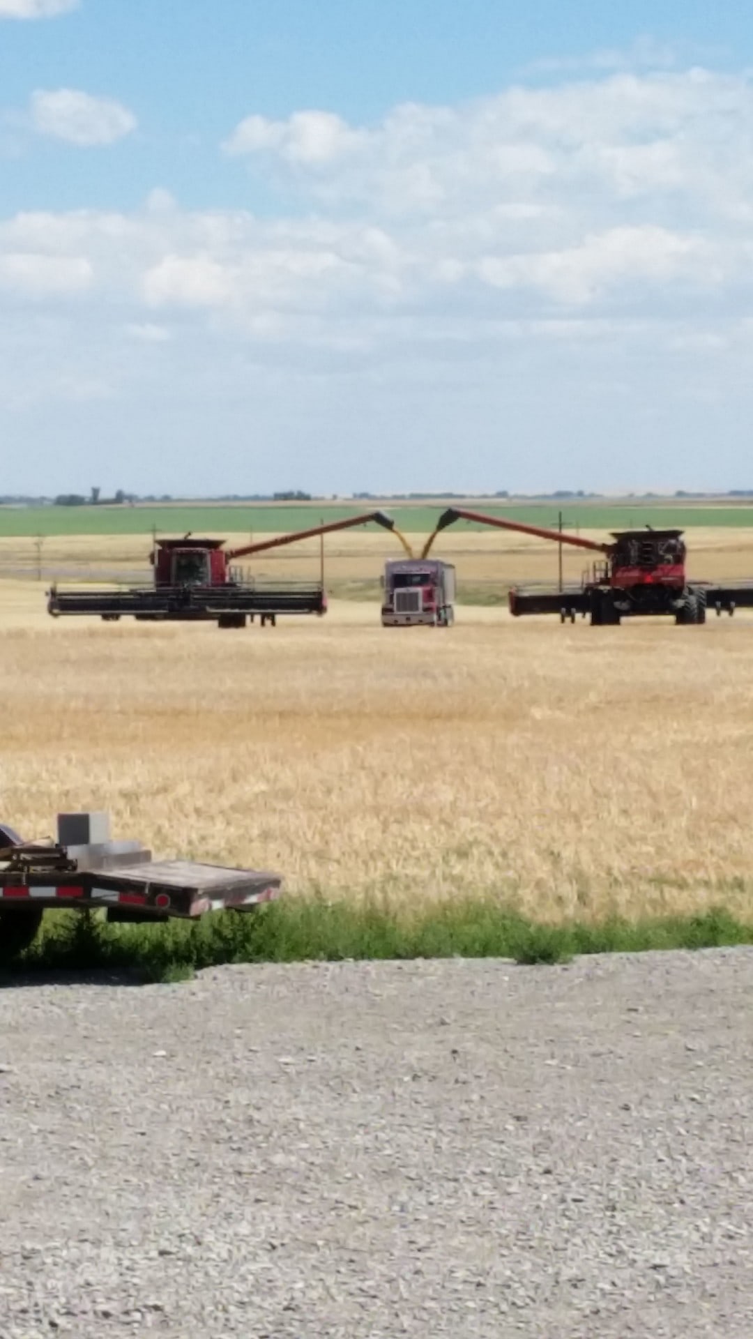 Grain Harvest Montana Lake Francis Irrigated Farm