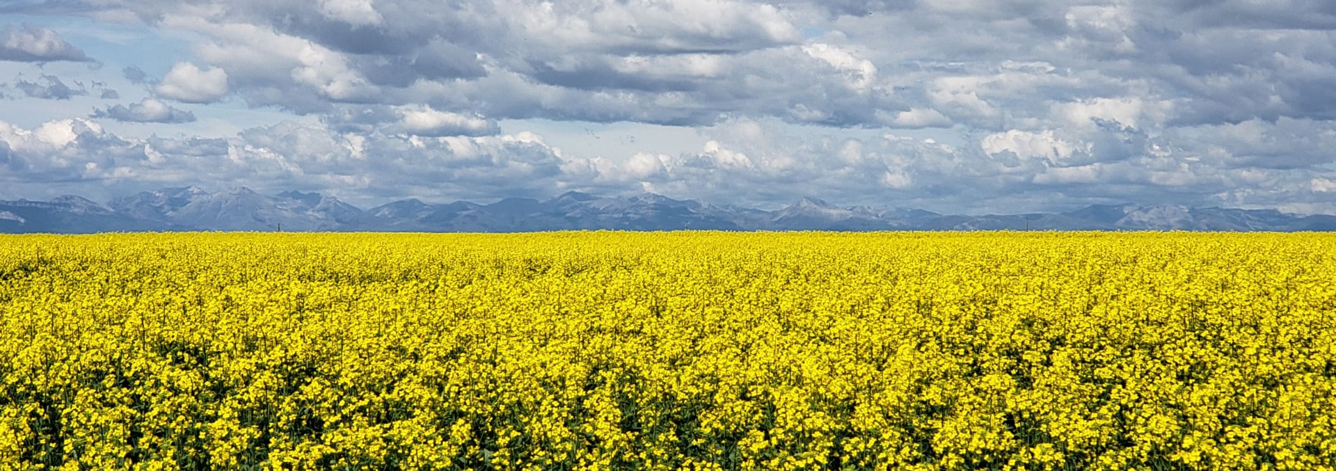 Montana Farm for Sale Lake Francis Irrigated Farm