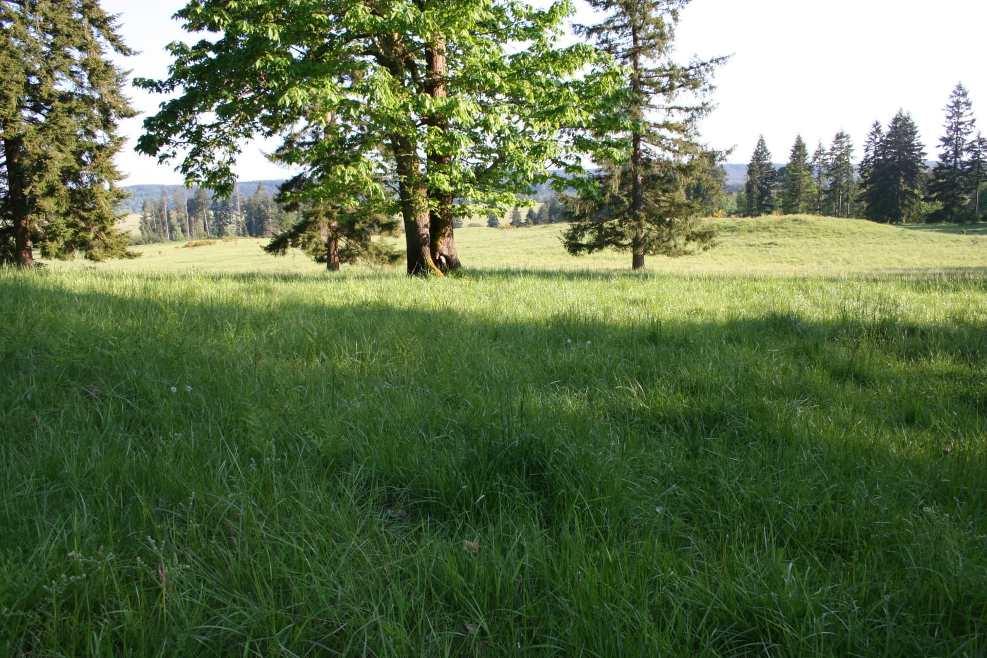 T90 Cattle Ranch | Tenino Washington | Fay Ranches