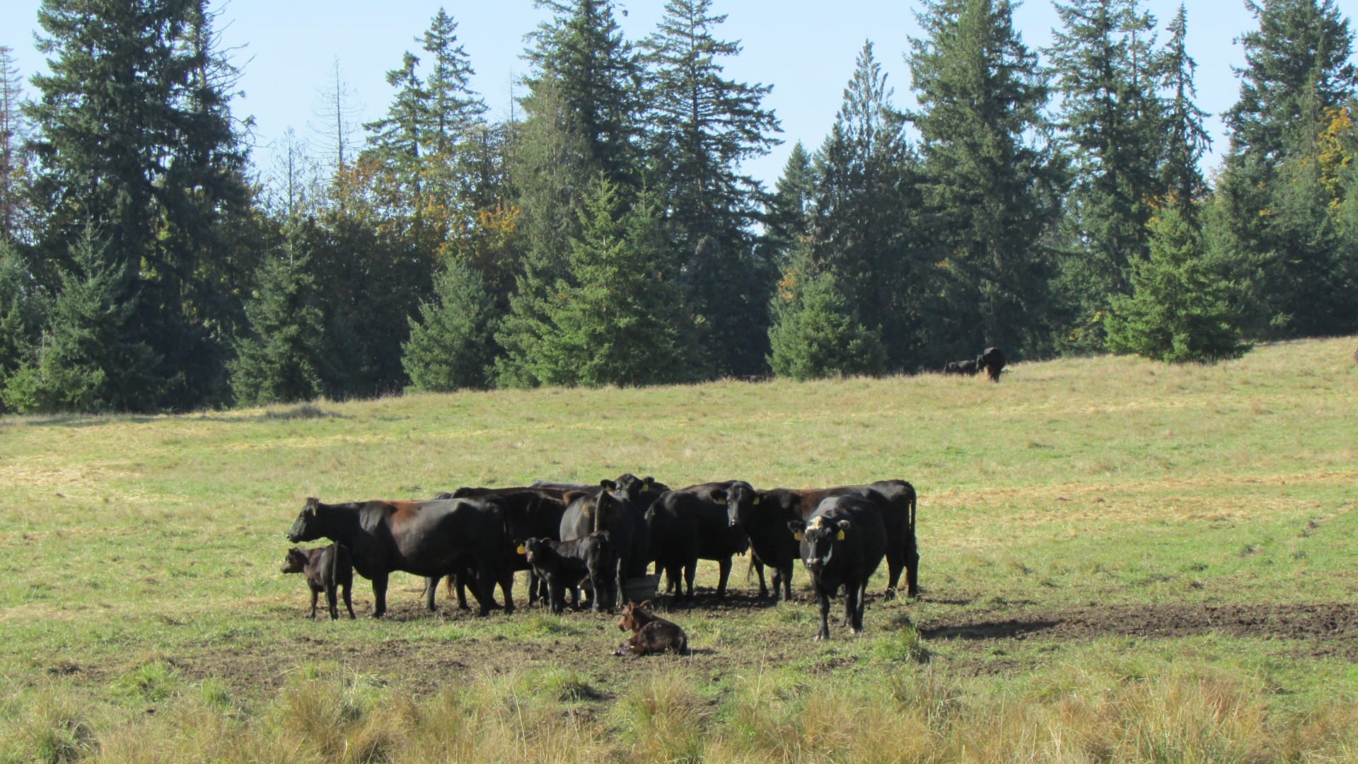 cattle on pasture washington t90 cattle ranch