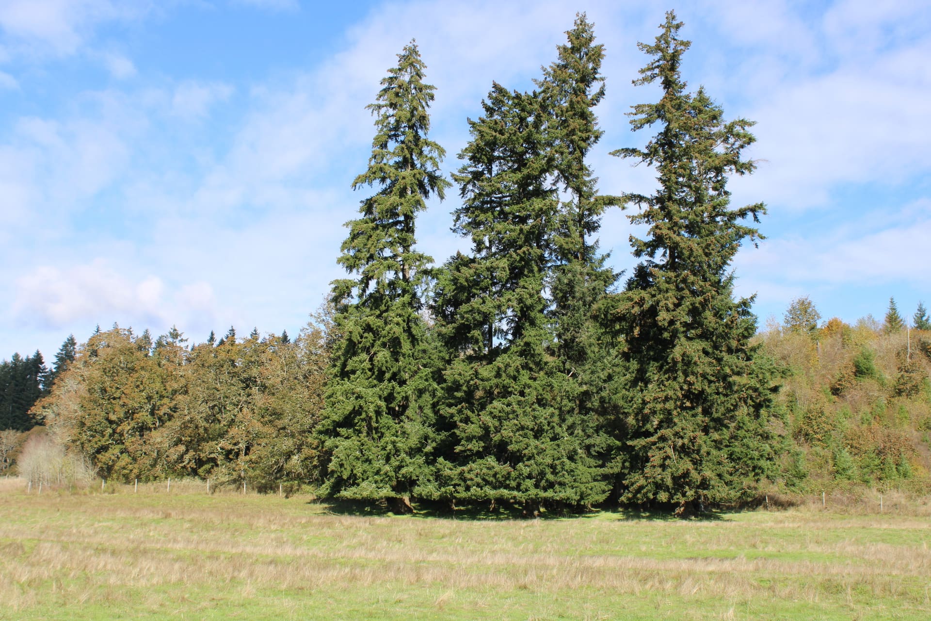 fir trees washington lemon hill ranch