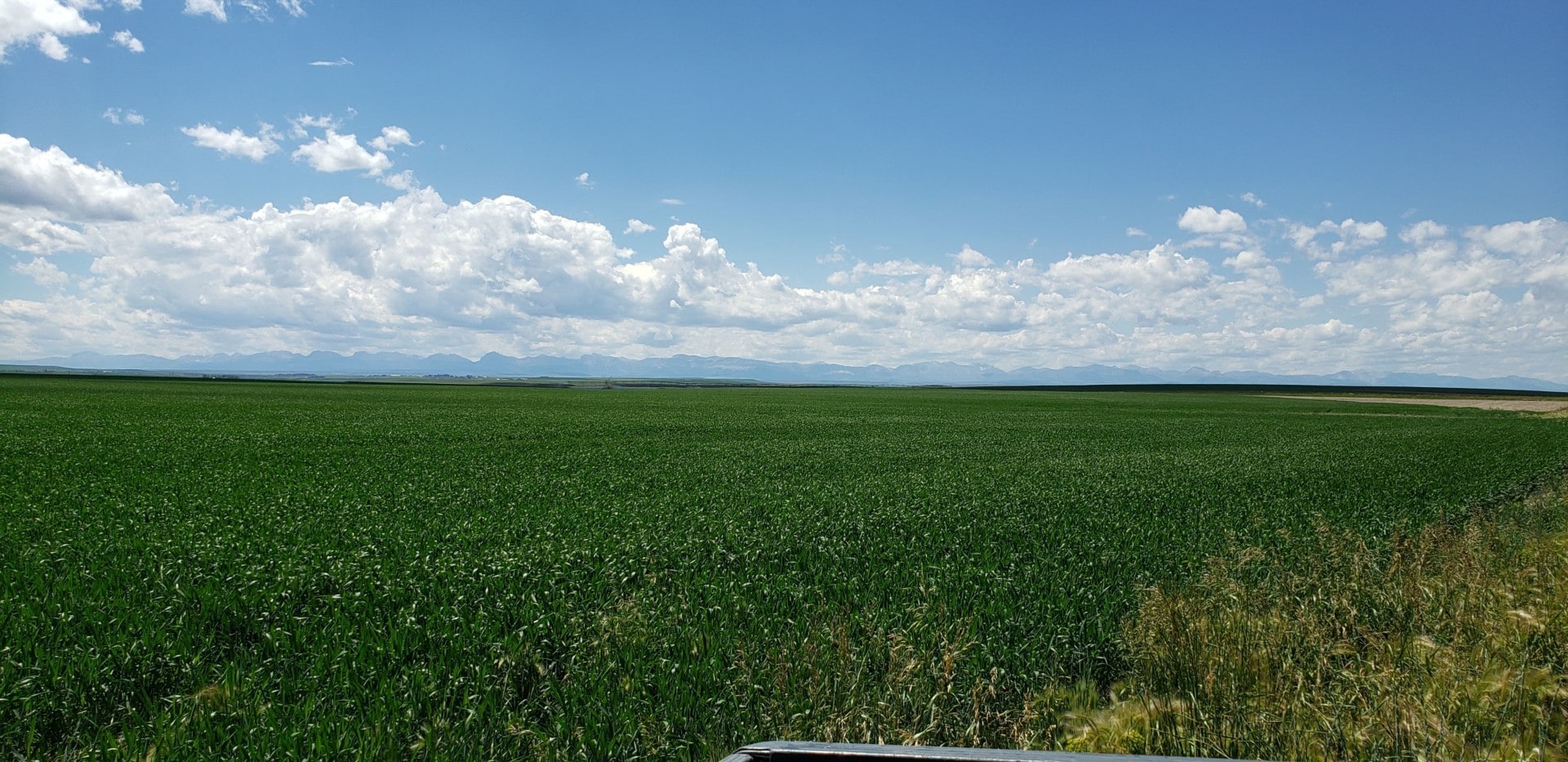 Grain Field Montana Lake Francis Irrigated Farm