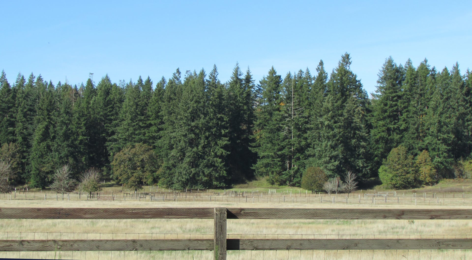 Mature-Timber- Trees Washington-Lemon-Hill-Ranch