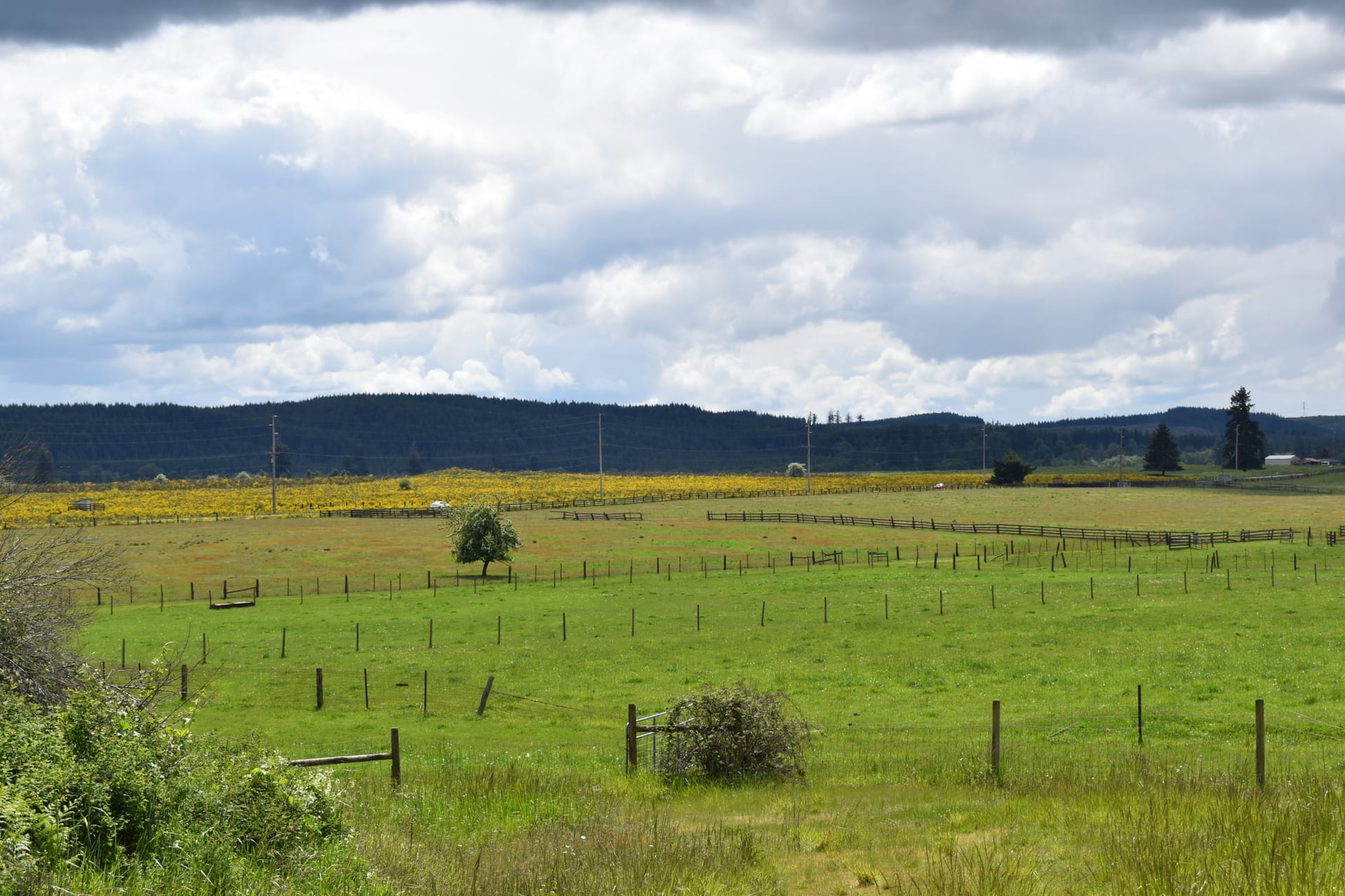 Pastures-Washington-Lemon-Hill-Ranch