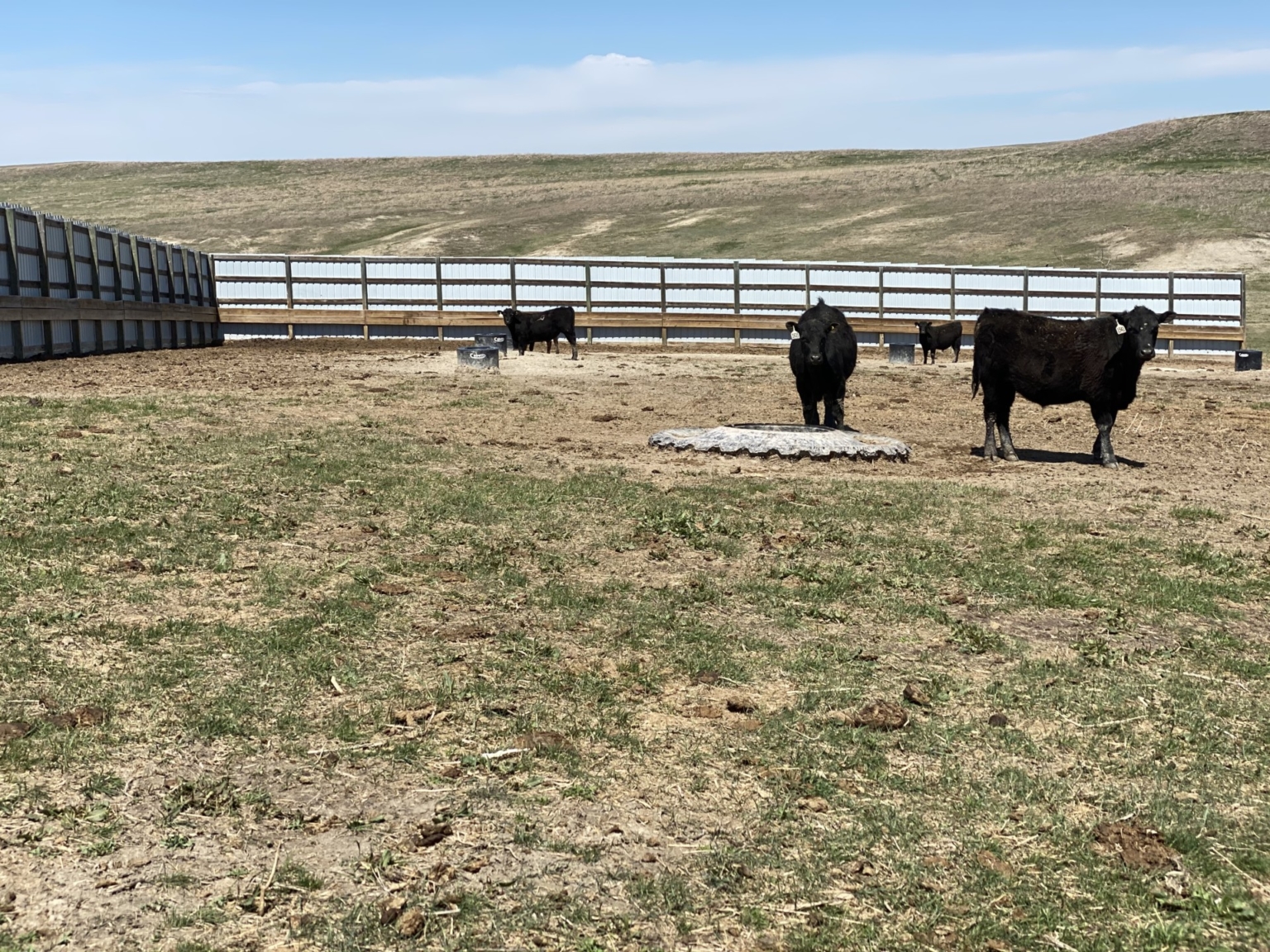 Belle Fourche Valley Double Well Cattle Ranch South Dakota Fay Ranches