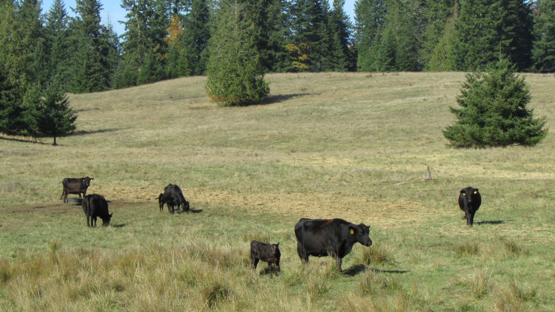 roaming cattle washington t90 cattle ranch
