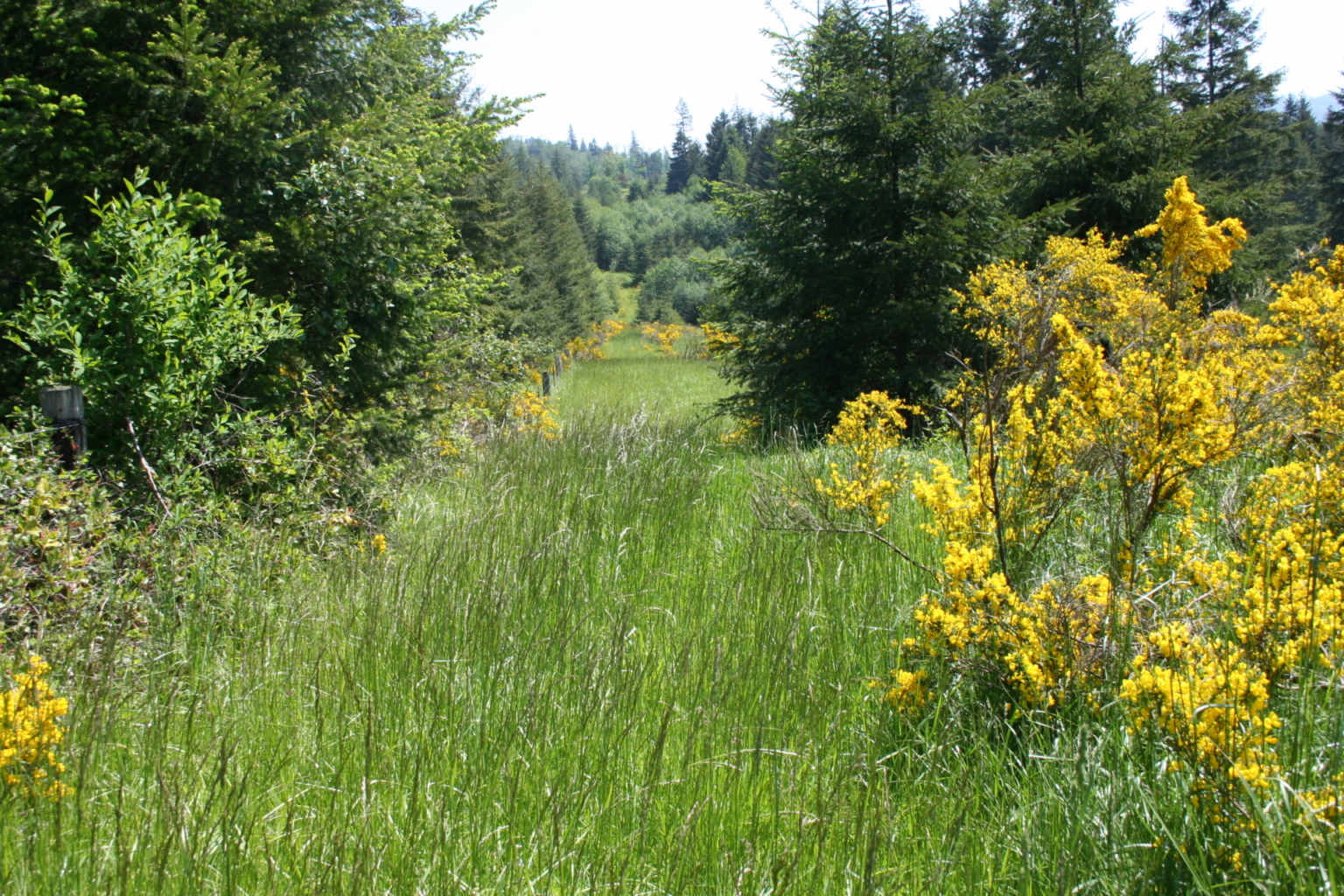 T90 Cattle Ranch | Tenino Washington | Fay Ranches