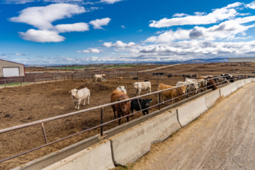 farms land for sale Oregon Greens Feedlot