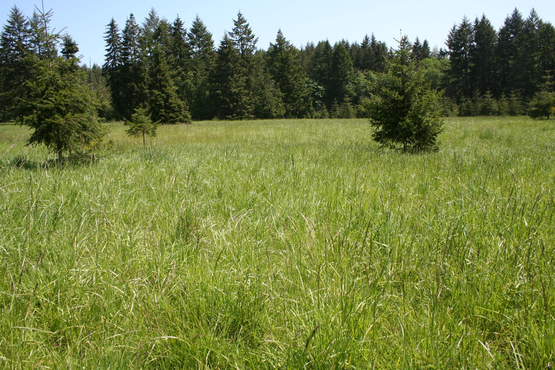 timber land for sale washington t90 cattle ranch Fay Ranches