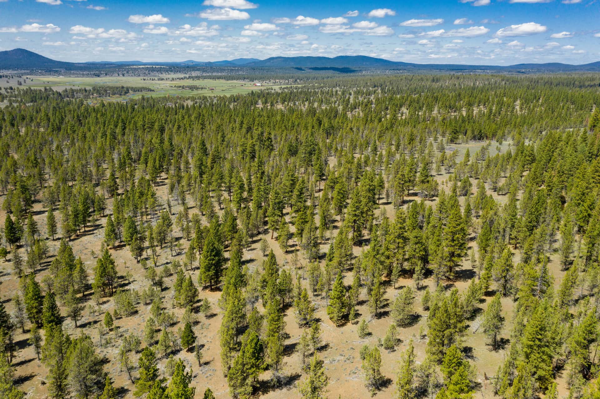 Aerial Timber Oregon BK Ranch