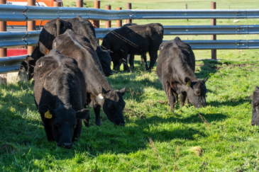 cattle ranch for sale Oregon BK Ranch