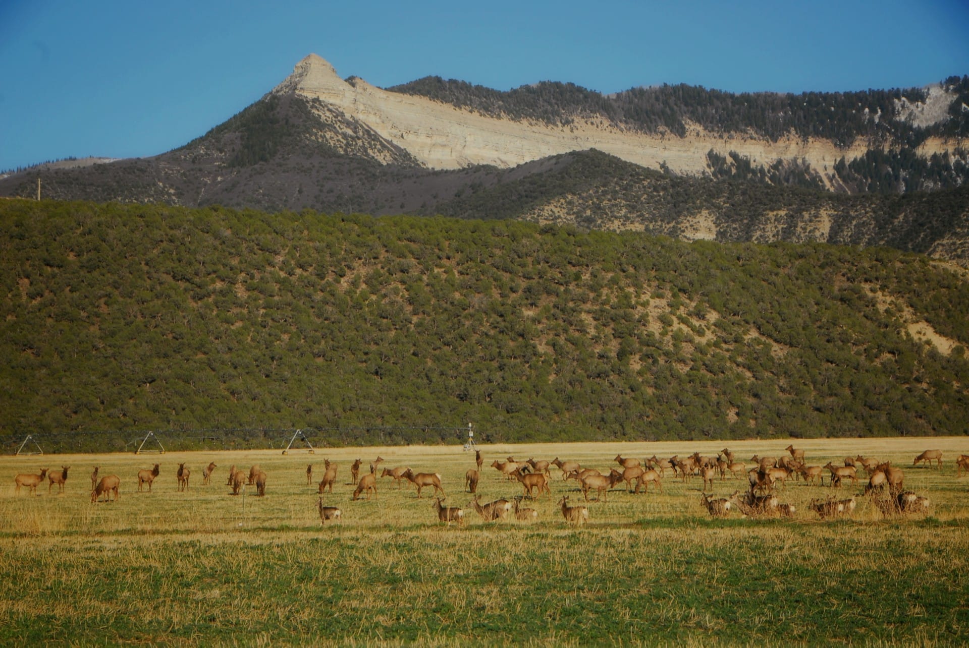 big elk herd colorado 4k quarter circle ranch